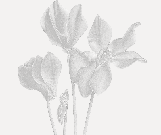 Cyclamen