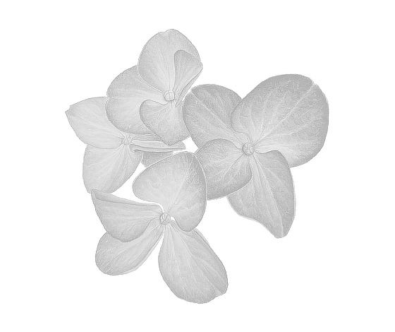 Prints for textiles "Hydrangea"