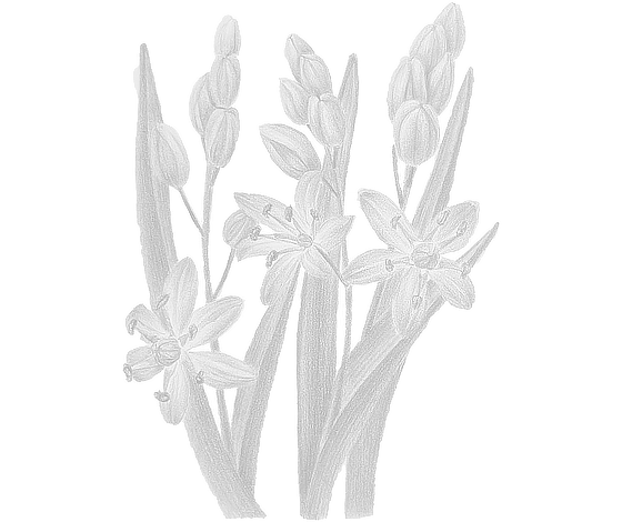 Postcard set of 8 Botanical Illustration "Stolen Spring"