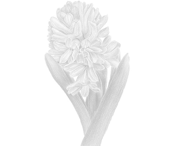 Postcard flower "Hyacinth"