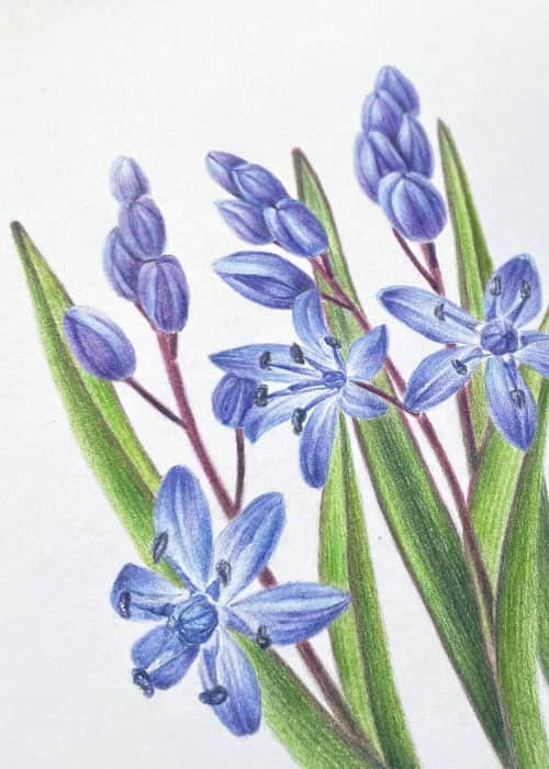 Postcard flower "Scilla Bifolia"