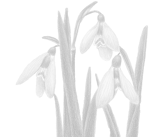 Postcard flower "Galanthus"