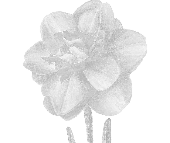 Postcard flower "Narcissus"