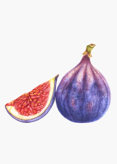 Fig in watercolor
