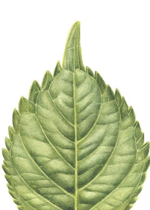 Green Leaves of Hydrengea