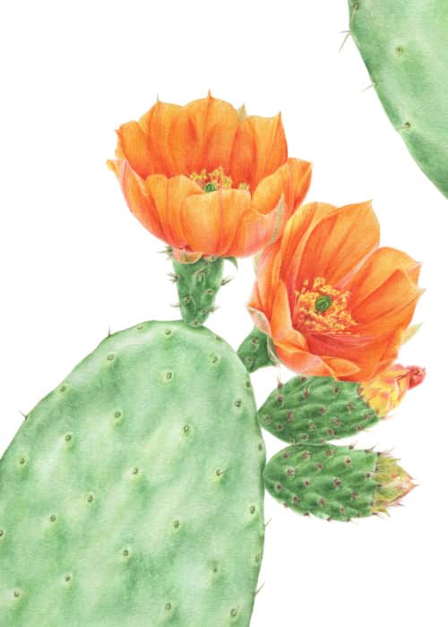 Opuntia ficus-indica