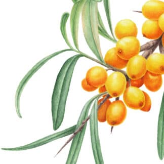 Sea buckthorn