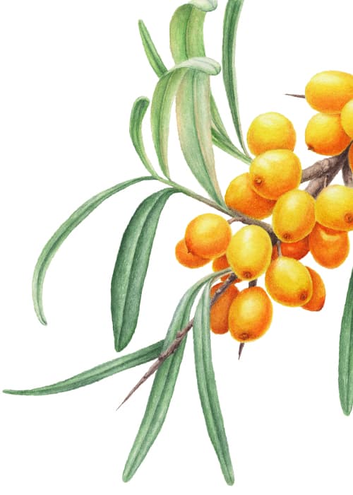 Sea buckthorn