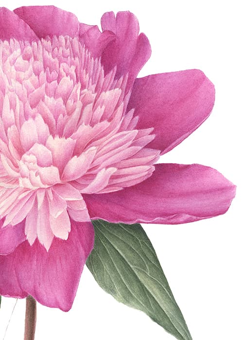 Peonies “Bowl of Beauty”