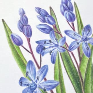 Postcard flower "Scilla Bifolia"