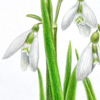 Postcard flower "Galanthus"