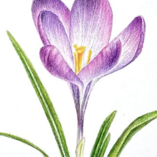 Postcard flower "Crocus"