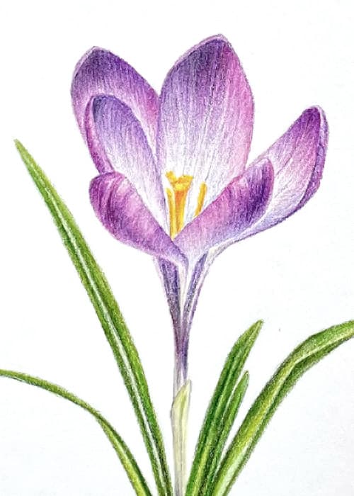 Postcard flower "Crocus"