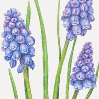 Postcard flower "Muscari"