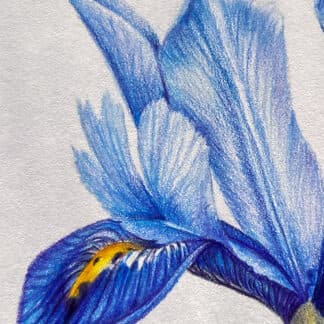 Postcard flower "Iris"