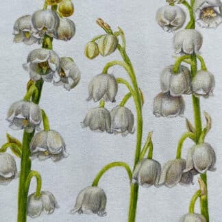 Postcard flower "Convallaria"