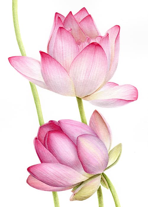 Nelumbo nucifera (Indian Lotus)