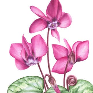 Cyclamen coum