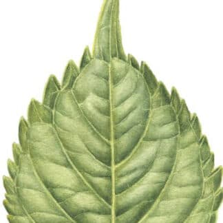 Green Leaves of Hydrengea