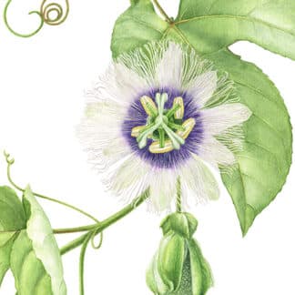 Purple passion fruit