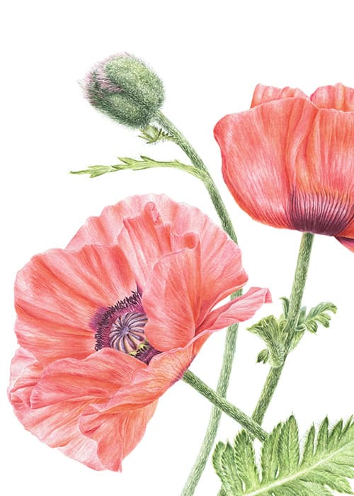 Peach Poppies