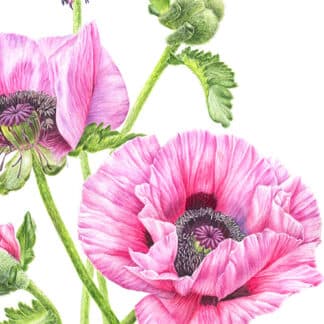 Pink Poppies