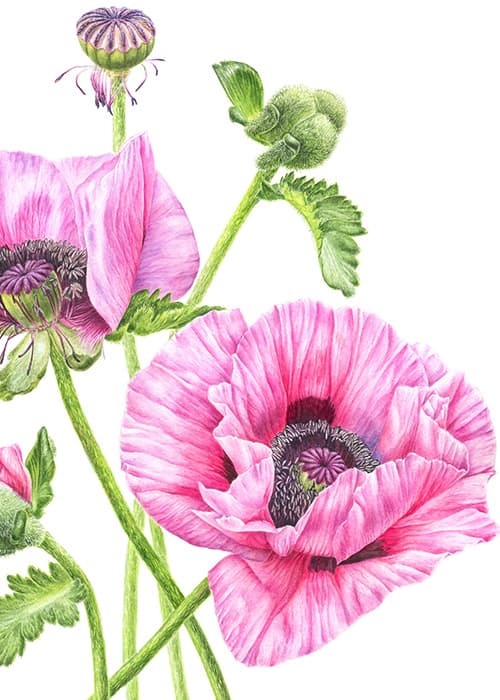 Pink Poppies