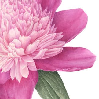 Peonies “Bowl of Beauty”