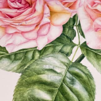 David Austin Roses